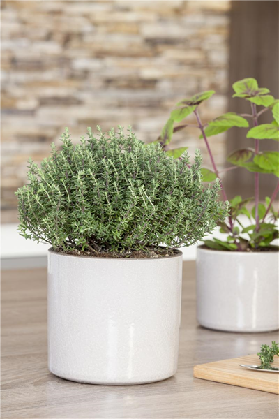 Oregano und Thymian ernten