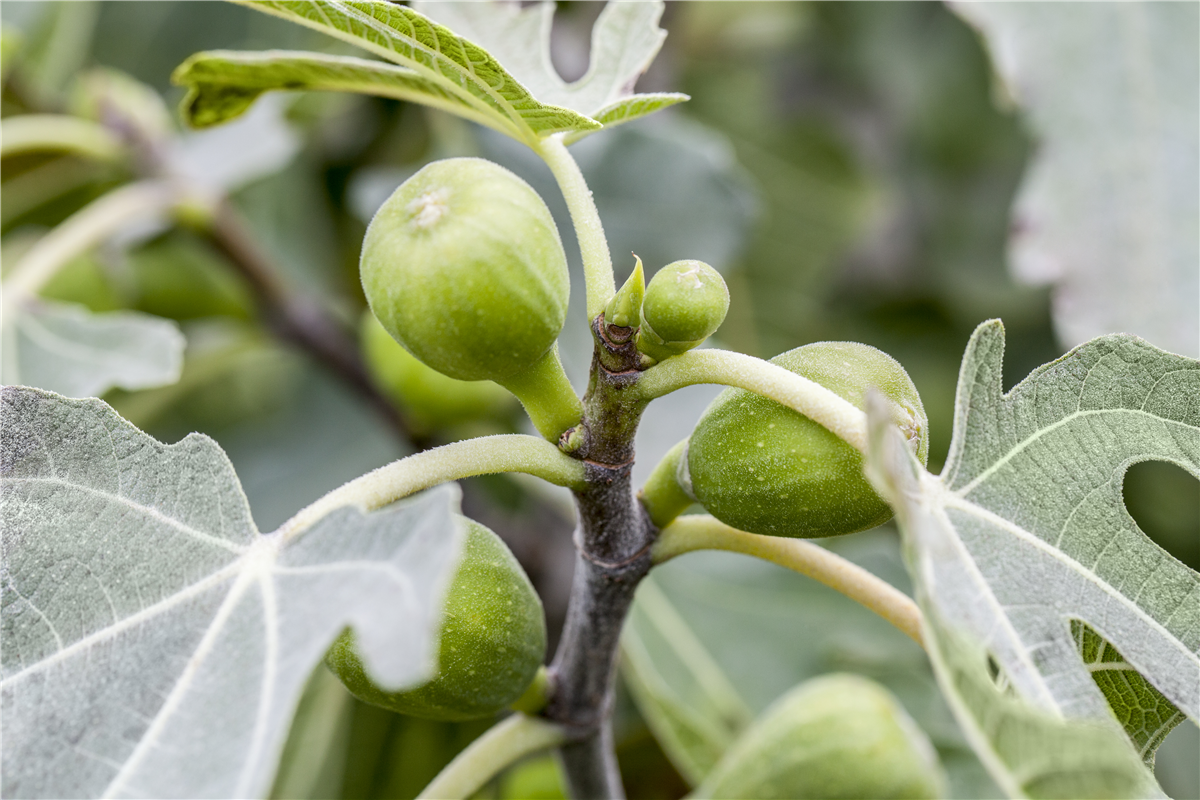 Fruchtfeigen früh ausräumen - Gartencenter Rammes Grünland
