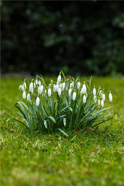 Bunte Frühlingsboten