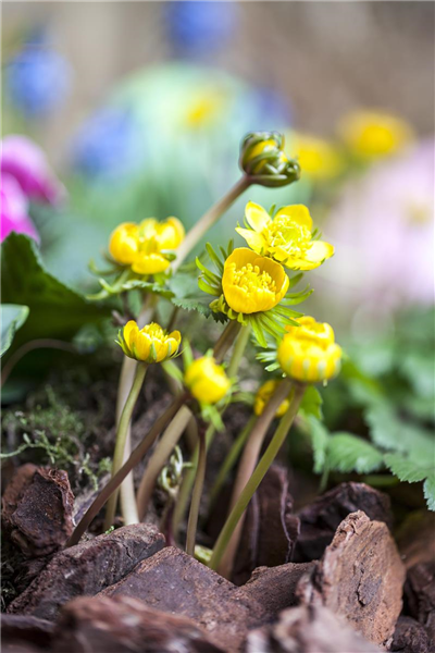 Nur frische Blumenzwiebeln kaufen