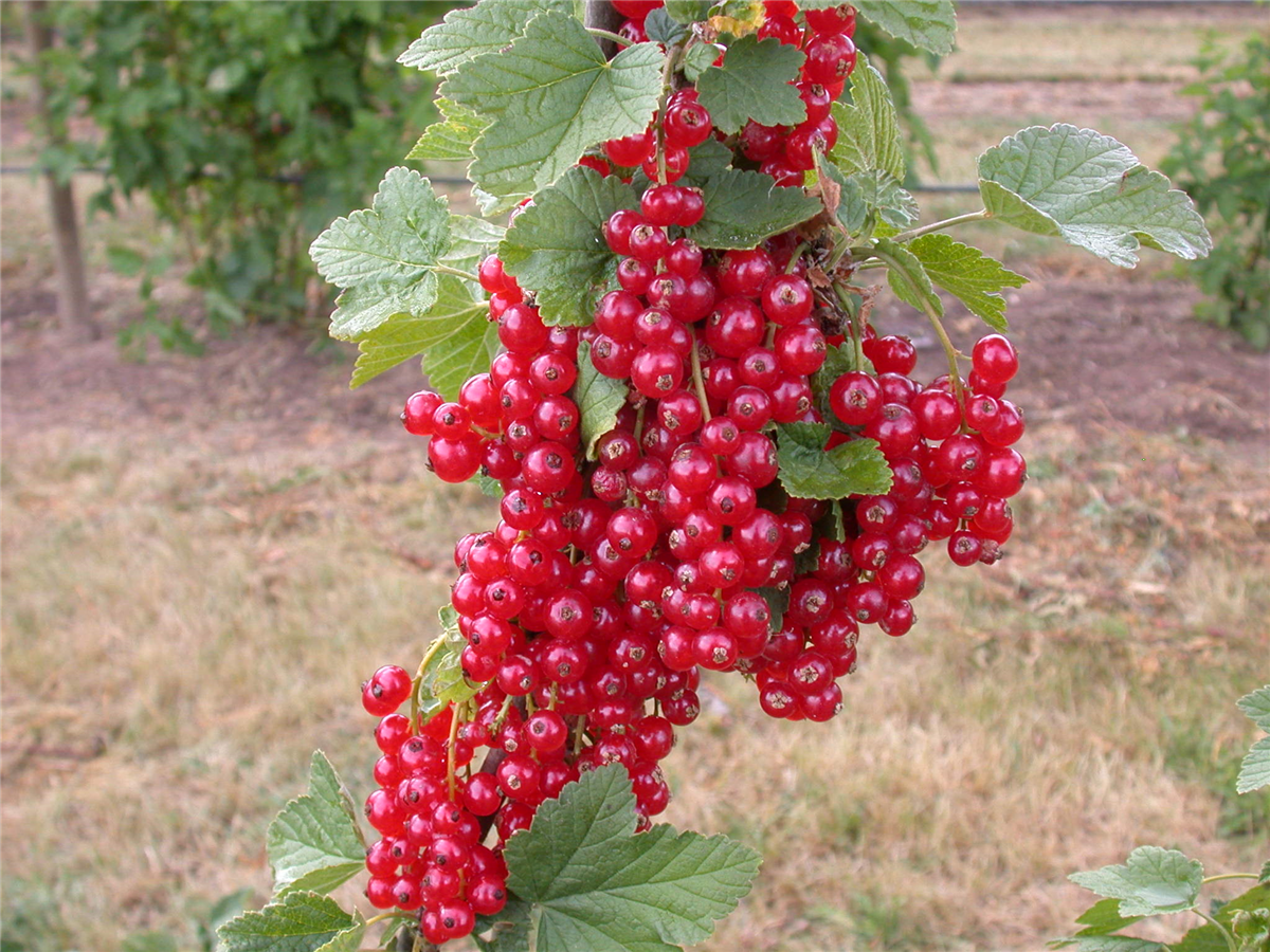 Johannisbeeren - Gartencenter Rammes Grünland