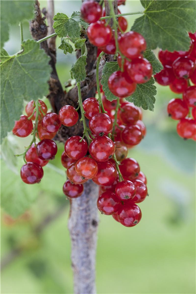 Ribes rubrum