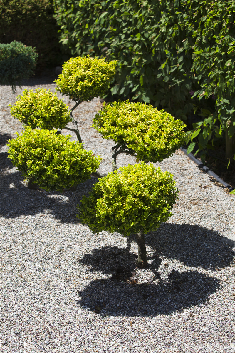 Gartenarbeit: richtig Mulchen mit Kies - Gartencenter Rammes Grünland