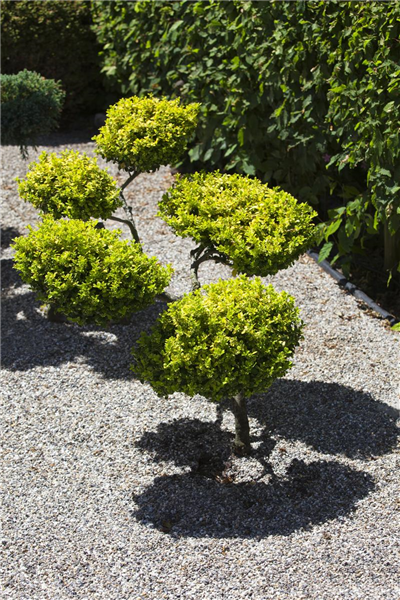 Gartenarbeit: richtig Mulchen mit Kies