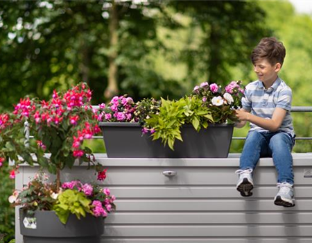 Der Balkonkasten-Guide