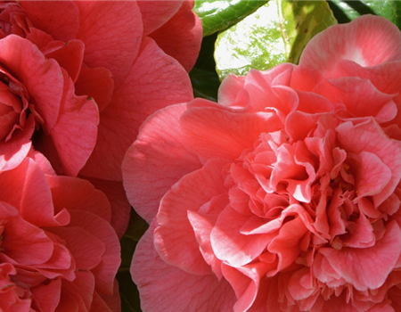 Gartenkalender April 2026