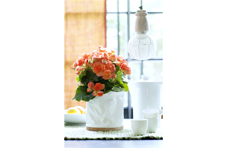 Pflanze des Monats April 2026: Begonie