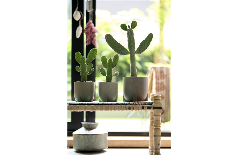 Pflanze des Monats August 2026: Kaktus