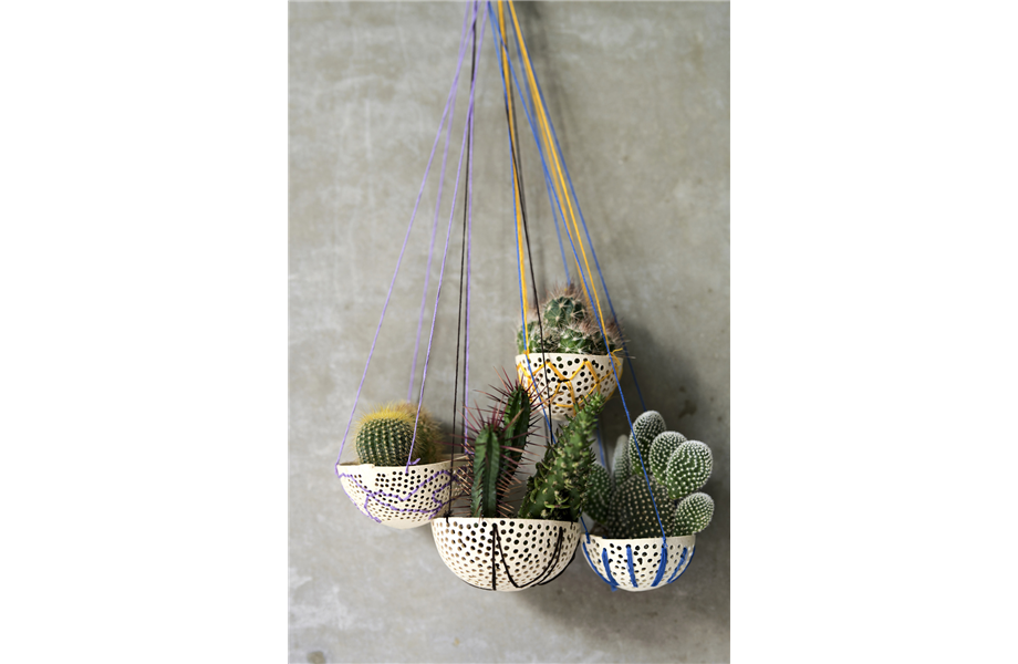 Pflanze des Monats August 2026: Kaktus