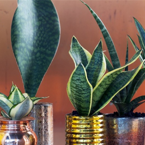 Pflanze des Monats August: Bogenhanf