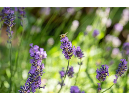 Gartenkalender Juli 2026