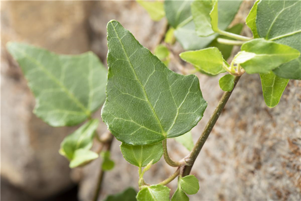 Kletter- und Schlingpflanzen für den Garten