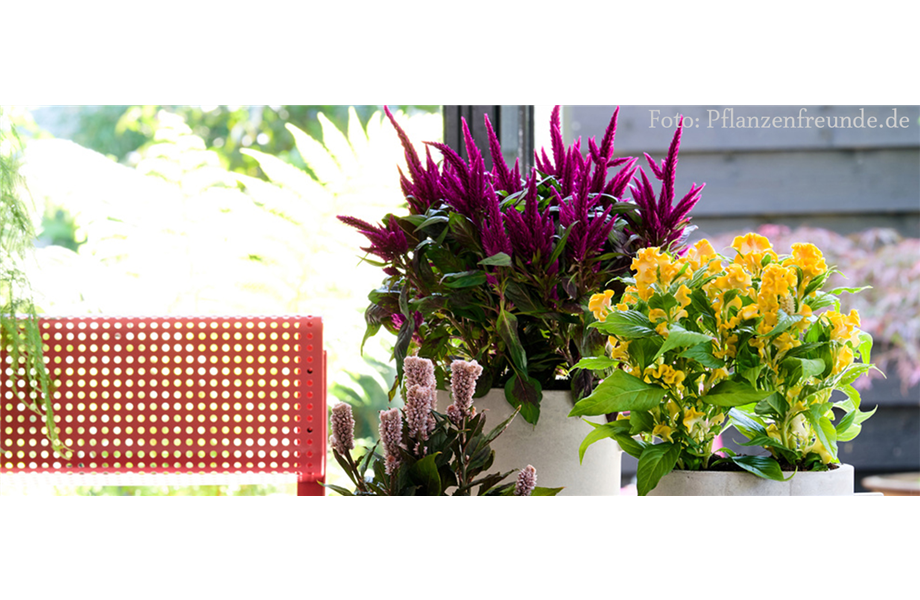 Pflanze des Monats Juli 2026: Celosie