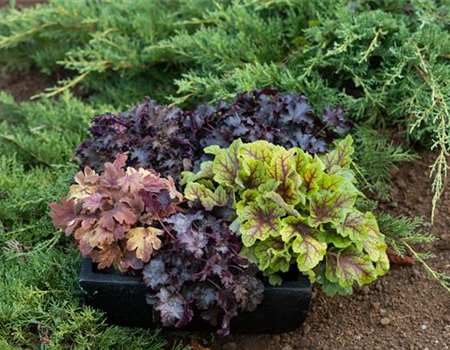Gartenkalender Oktober 2026