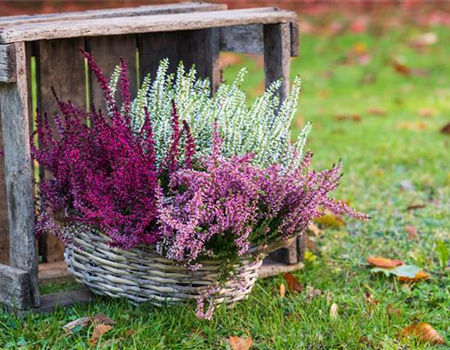 Gartenkalender September 2026