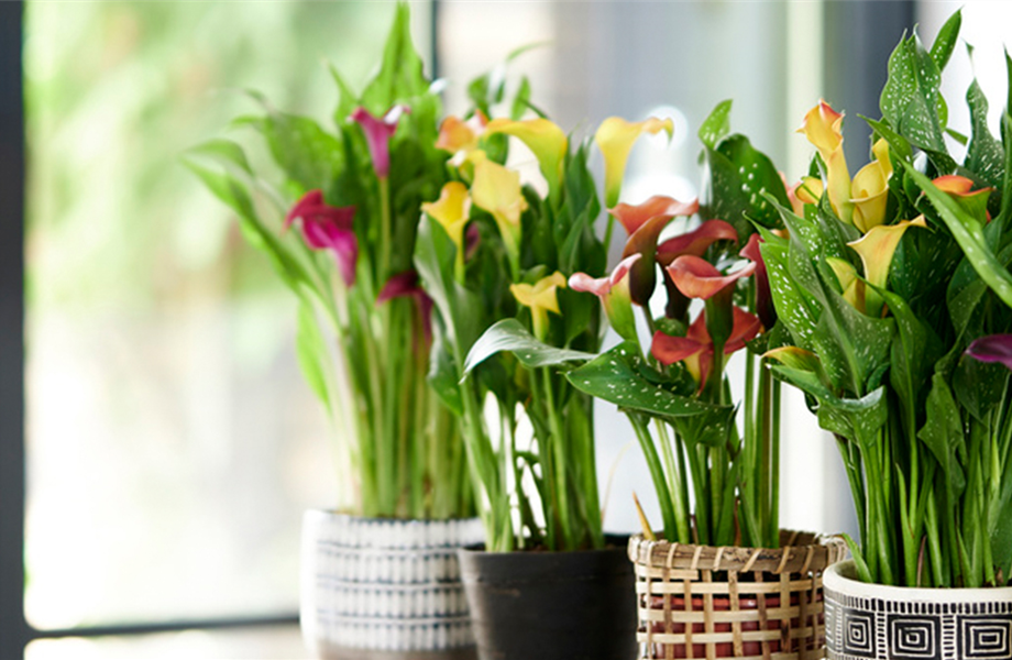 Pflanze des Monats Juni 2026: Calla