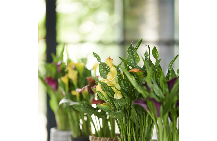 Pflanze des Monats Juni 2026: Calla