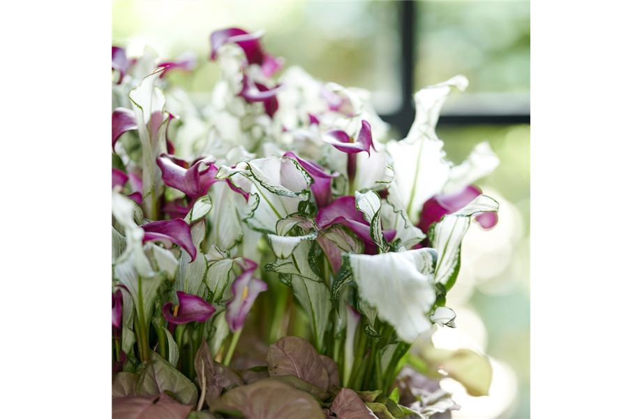 Pflanze des Monats Juni 2026: Calla