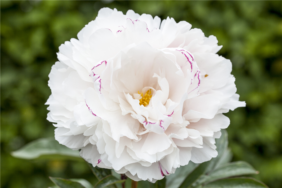 Pilzbefall vorbeugen - Gartencenter Rammes Grünland