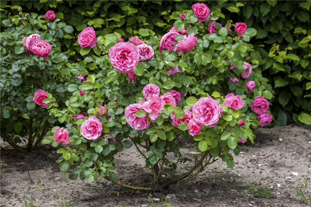 Rosen fit für den Winter machen - Gartencenter Rammes Grünland