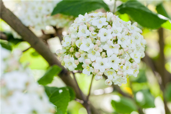 Viburnum carlcephalum