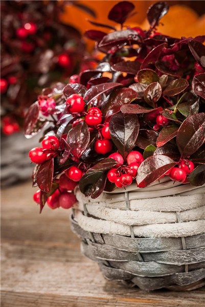 Gaultheria