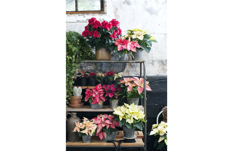 Pflanze des Monats November 2026: Poinsettie