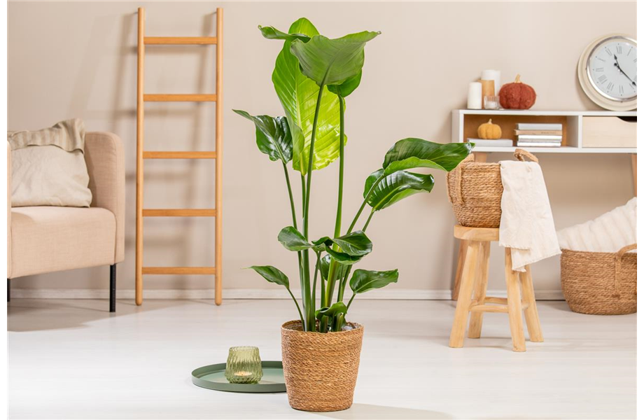 Pflanze des Monats September 2026: Strelitzie