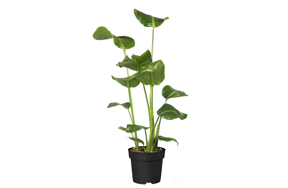 Pflanze des Monats September 2026: Strelitzie