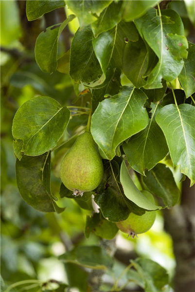 Veredelung von Obstbäumen