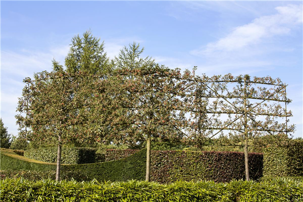 Malus domestica