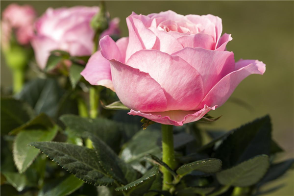 Rosa 'Infinity Rose'