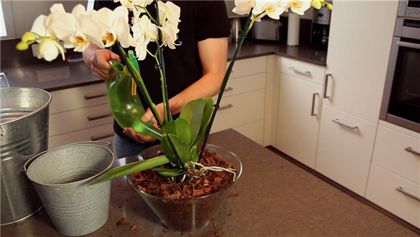 Orchidee - Einpflanzen in ein Gefäß