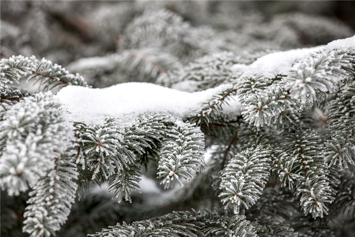 Schnee im Garten: Was tun? - Gartencenter Rammes Grünland