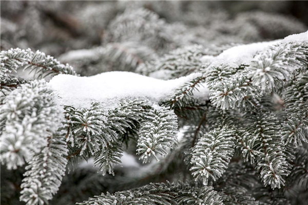 Schnee im Garten: Was tun?