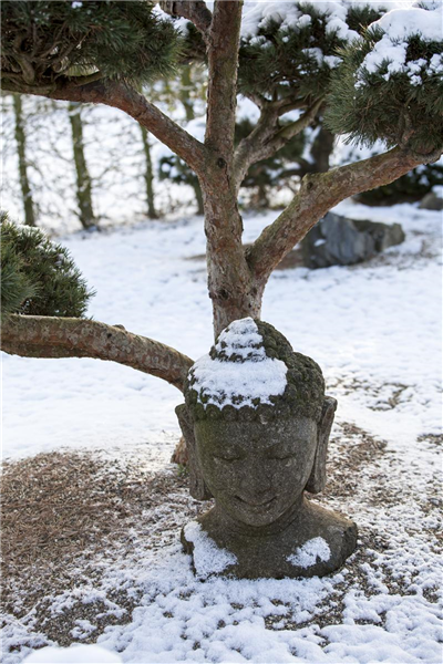 Gartenbonsai Dekobuddhakopf