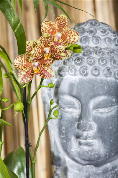 Phalaenopsis