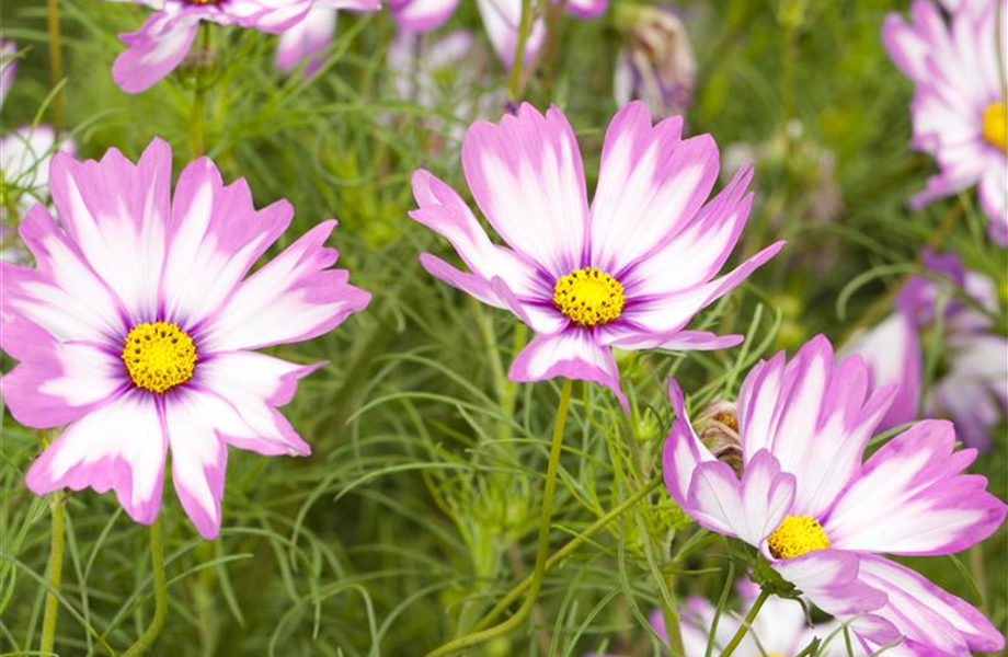 Sommerblumen