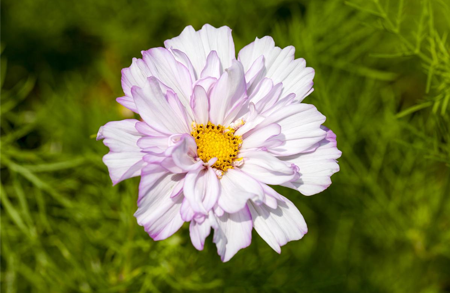 Sommerblumen