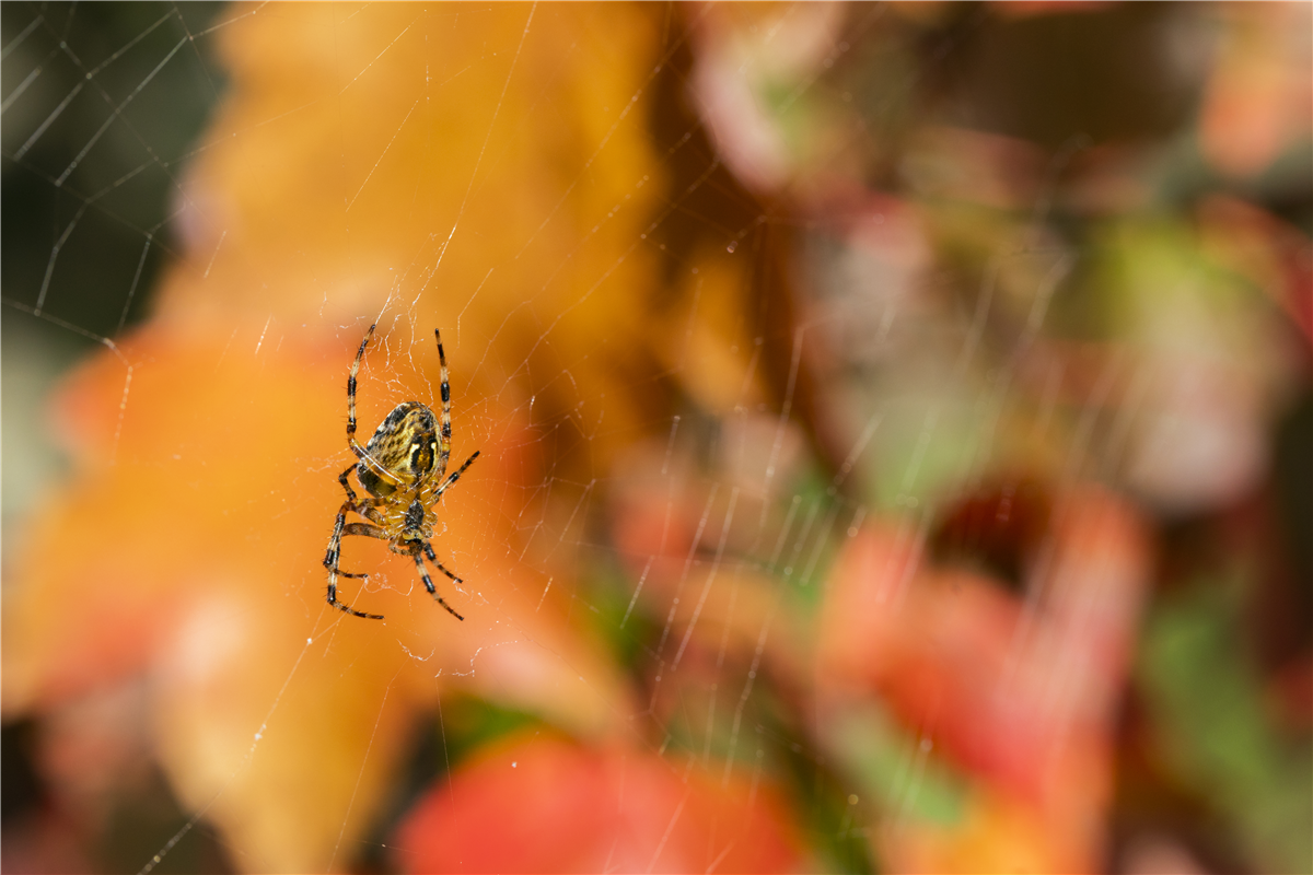 Spinne, Schnecke und Co. schützen - Gartencenter Rammes Grünland