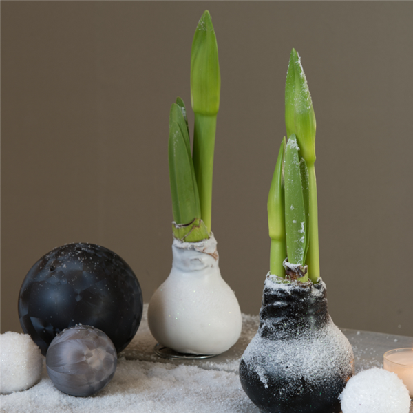 Winter-Wunder Wachsamaryllis