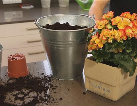 Begonie - Einpflanzen in ein Gefäß