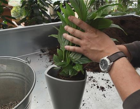 Einblatt - Einpflanzen in ein Gefäß