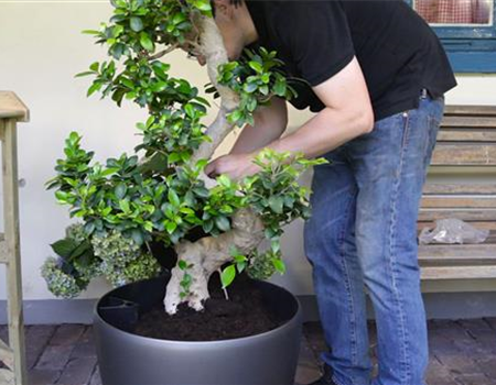 Ficus Ginseng - Umtopfen