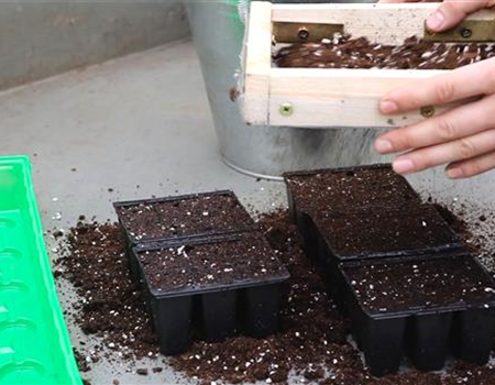 Blaukissen - Aussäen von Samen