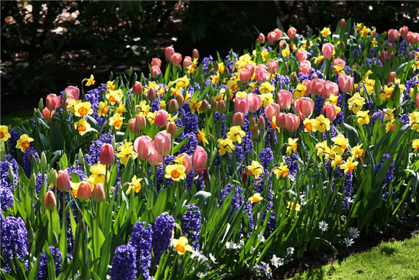 Jetzt den Frühling pflanzen