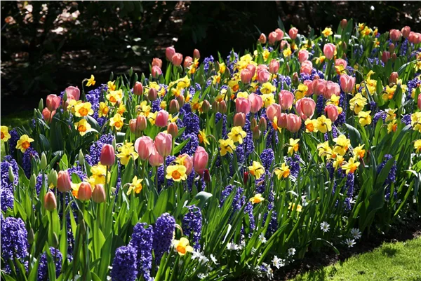 Jetzt den Frühling pflanzen