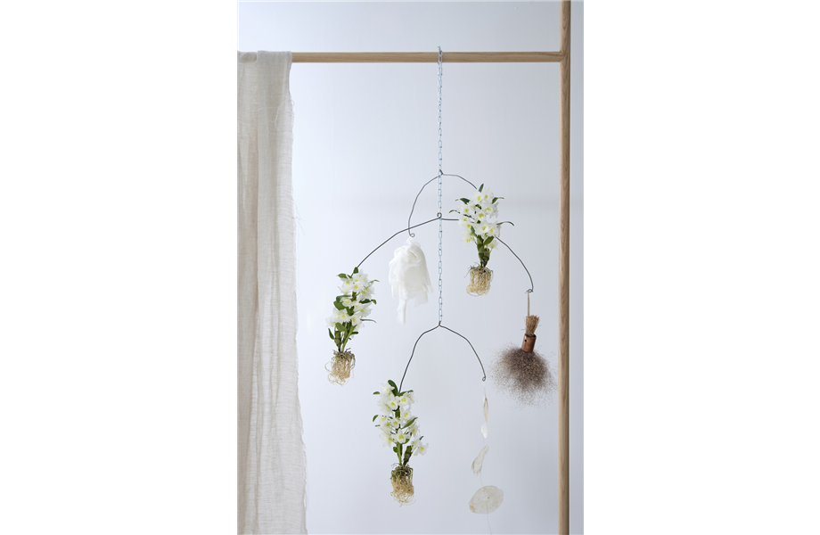 Pflanze des Monats März 2026: Dendrobium