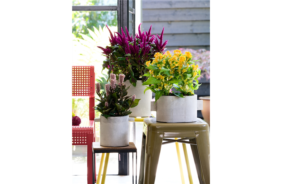 Pflanze des Monats Juli 2026: Celosie