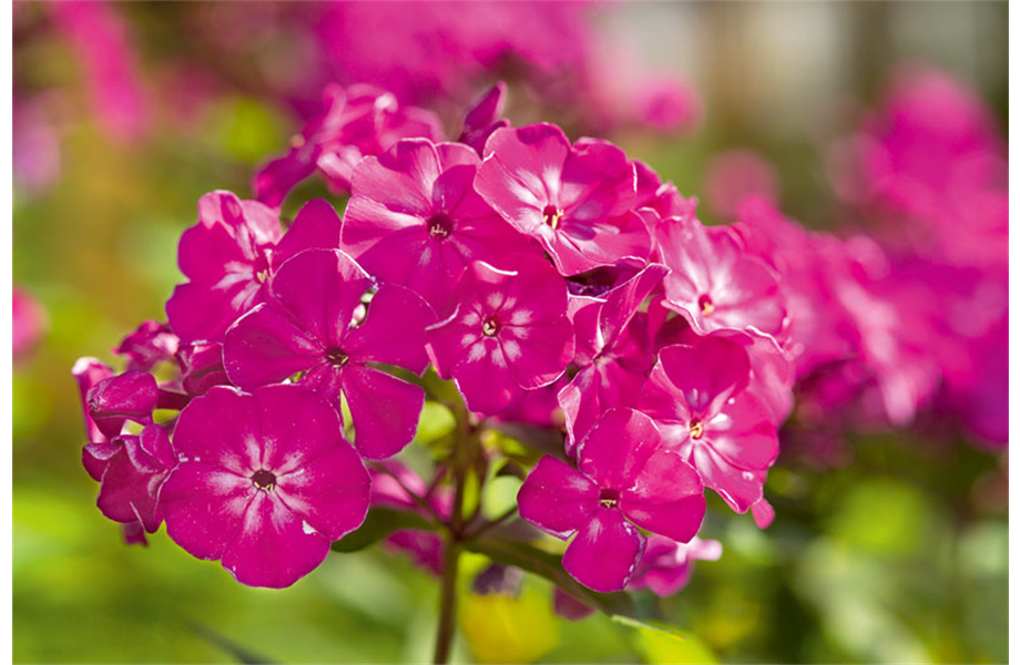 Grüne Daumen Tipps April - Kopie Grüne Daumen Tipps April - Kopie